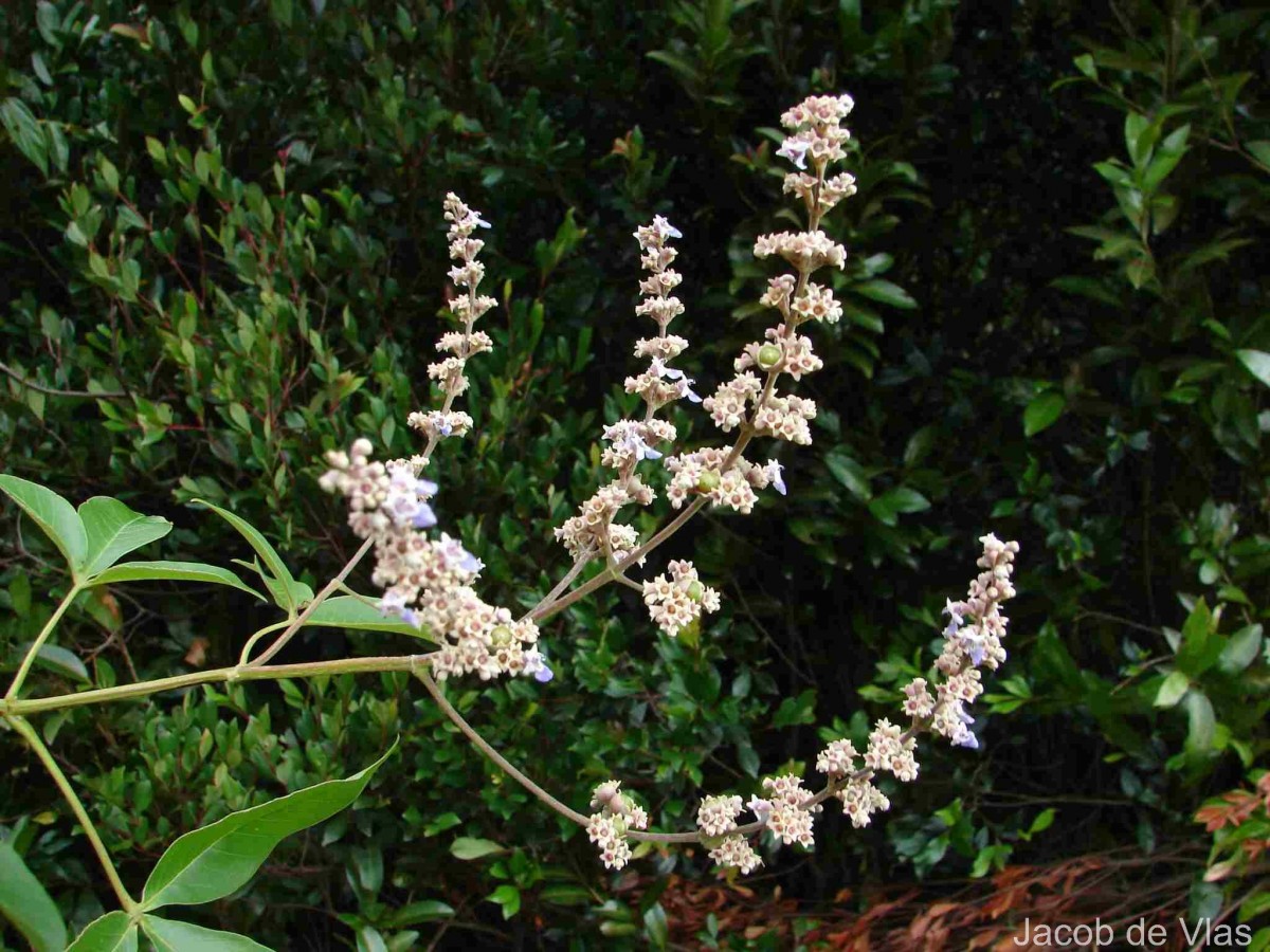 Vitex negundo L.